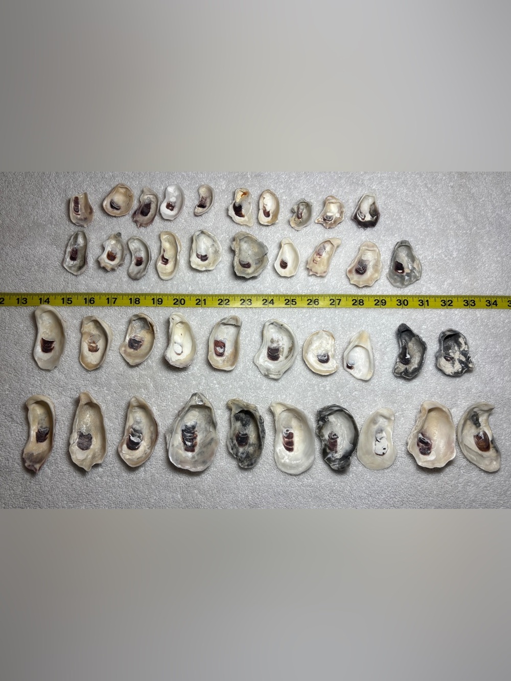 40 Natural Oyster Shells from Sanibel Island & Bonita Spring Beaches. Crafters!!